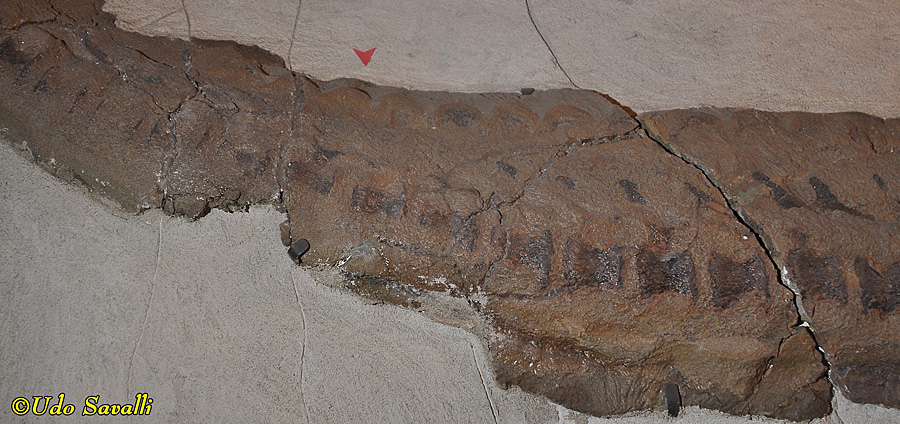 Edmontosaurus skin