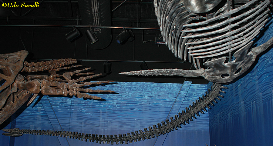 Elasmosaurus