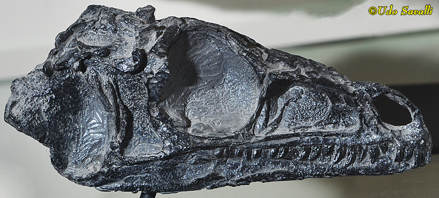 Eoraptor skull