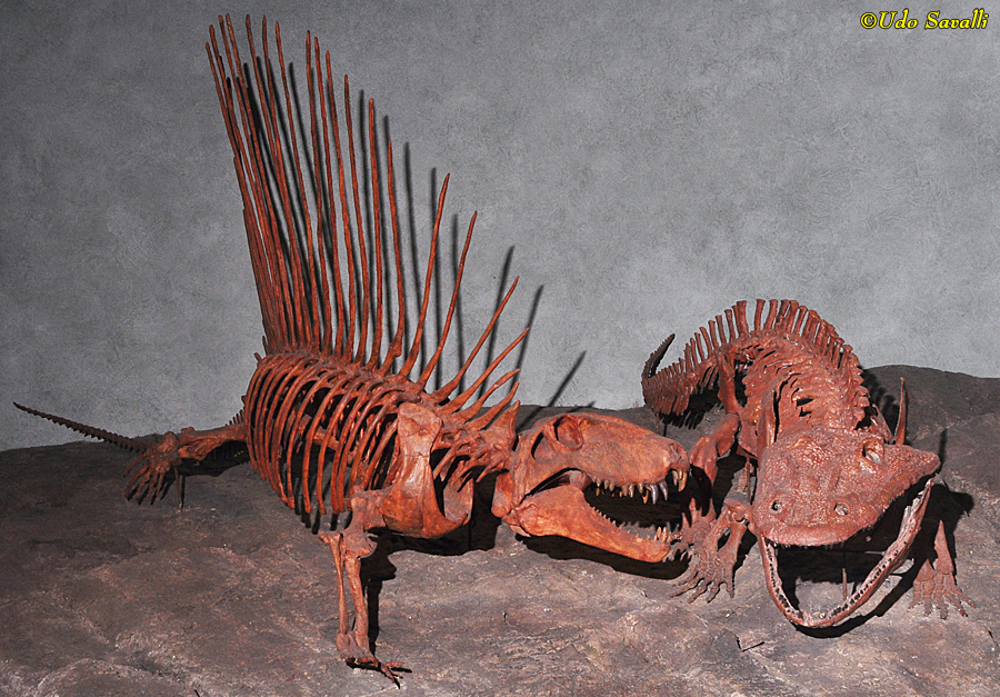 Dimetrodon & eryops