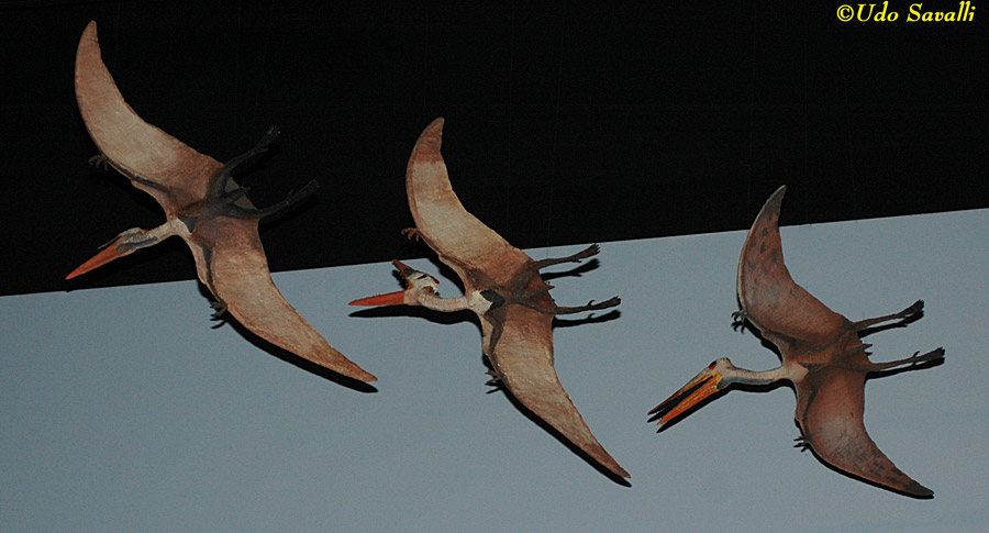 Germanodactylus Models
