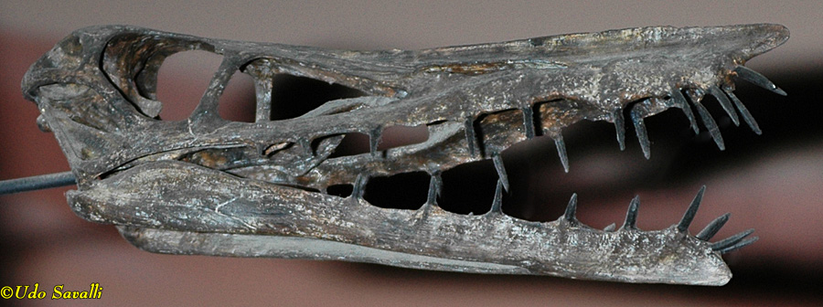 Harpactognathus