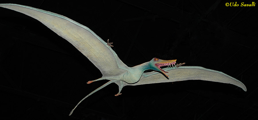 Harpactognathus Model