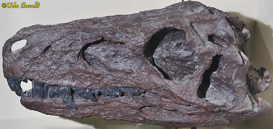 Herrerasaurus skull