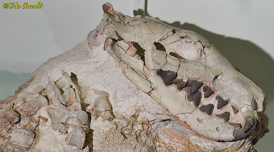 Hyaenodon juvenile