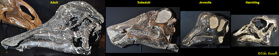 Hypacrosaurus skull growth