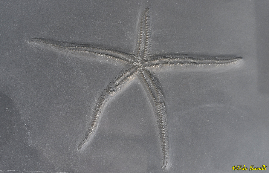 sea star