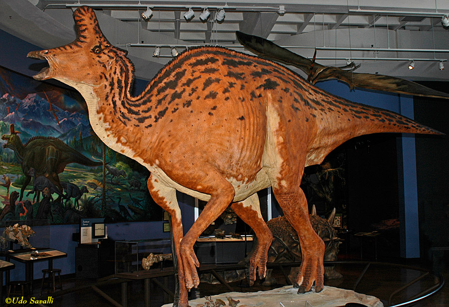 Lambeosaurus Model