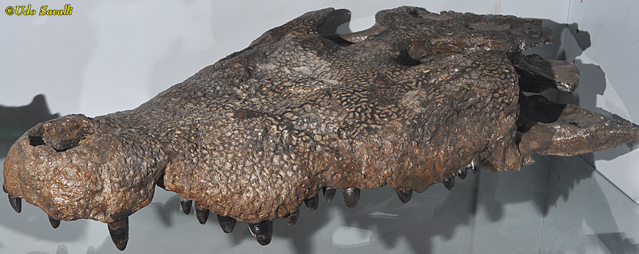 Leidyosuchus