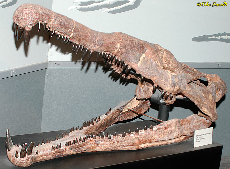 Leptosuchus