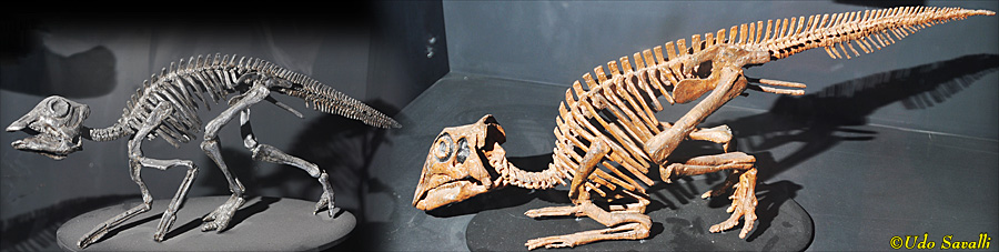 Maiasaura young