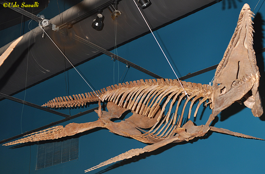 Manitoba pliosaur