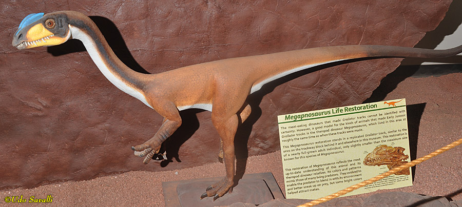 Megapnosaurus Model