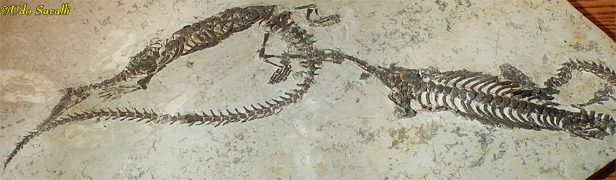Mesosaurus