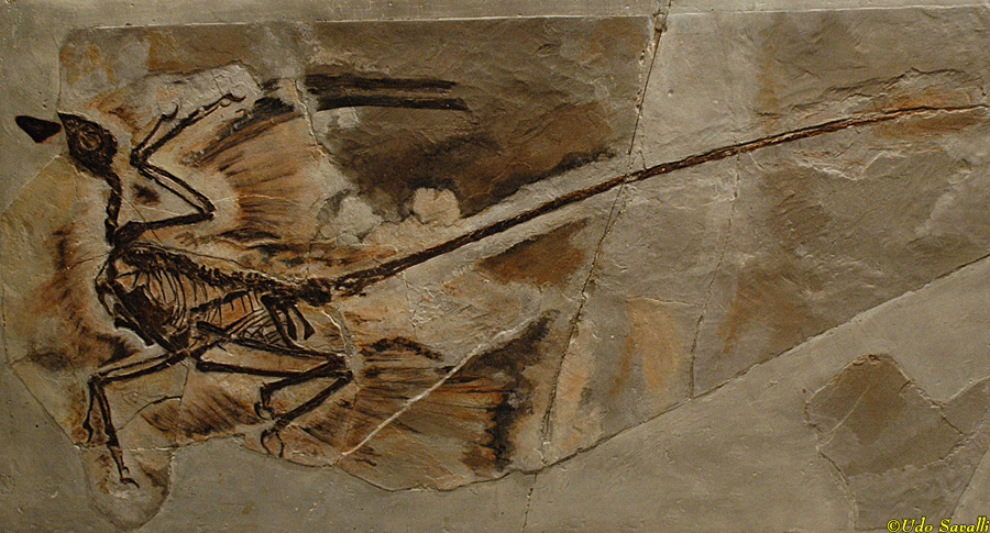 Microraptor 1