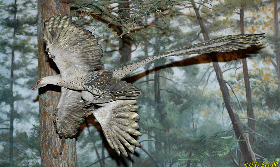 Microraptor Model
