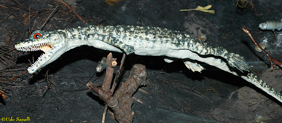 Monjurosuchus Model