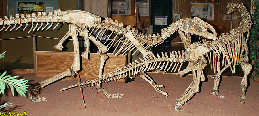 Monolophosaurus & Bellusaurus