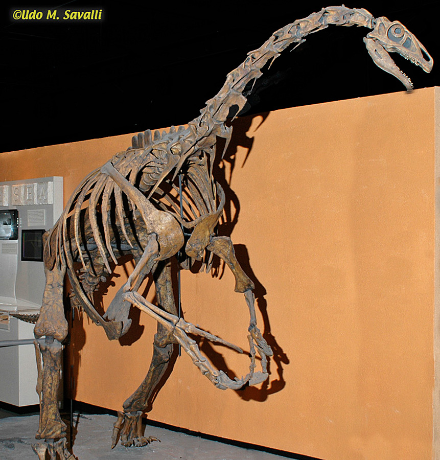 Deinonychus antirrhopus Right Foot – Black Hills Institute