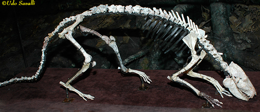 Protoreodon