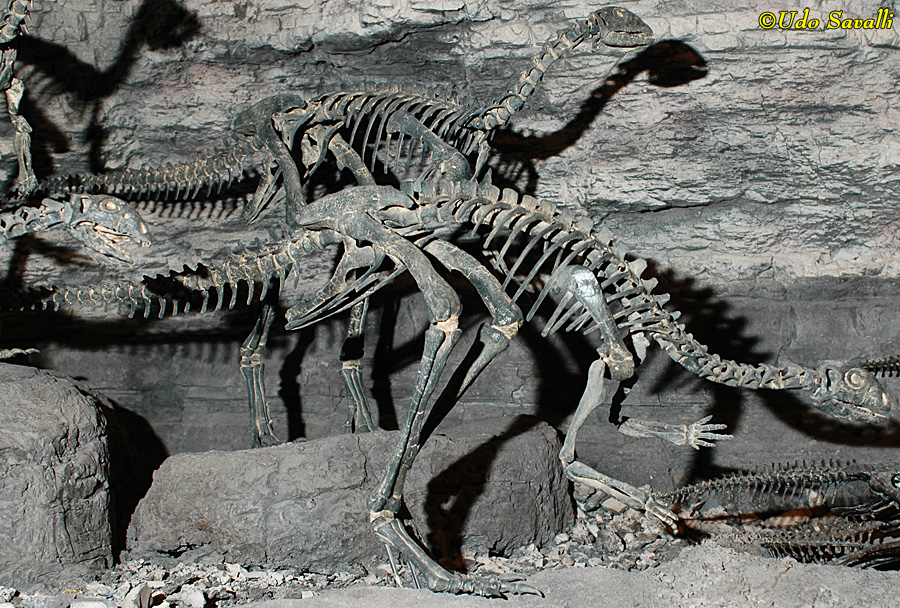 Nanosaurus