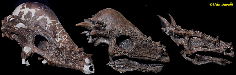 Pachycephalosaur skulls