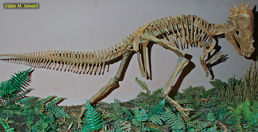 Pachycephalosaurus 1