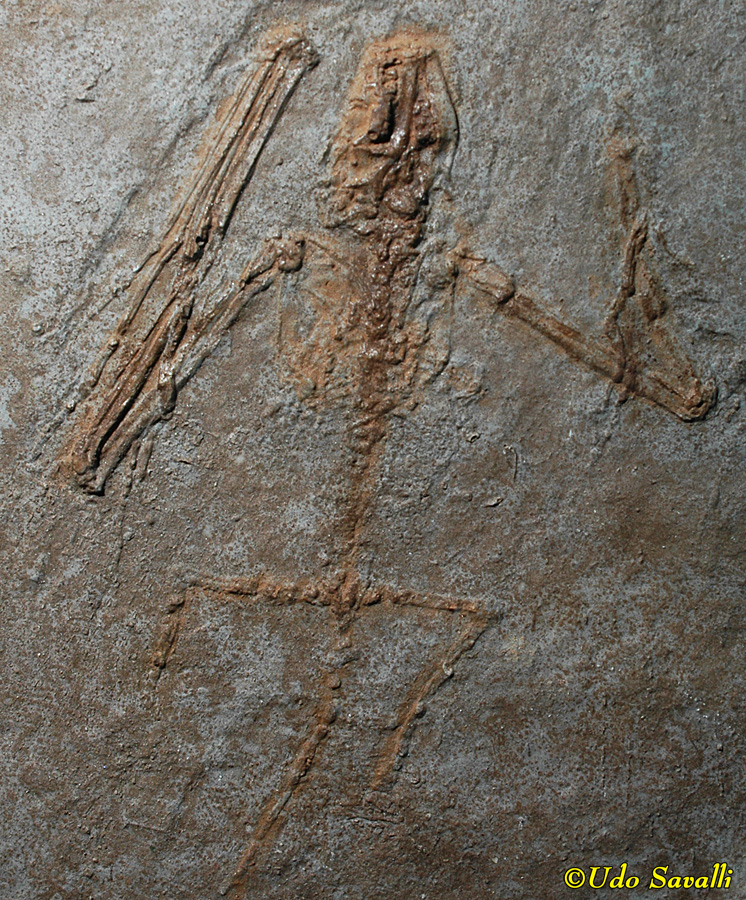 Paleochiropteryx