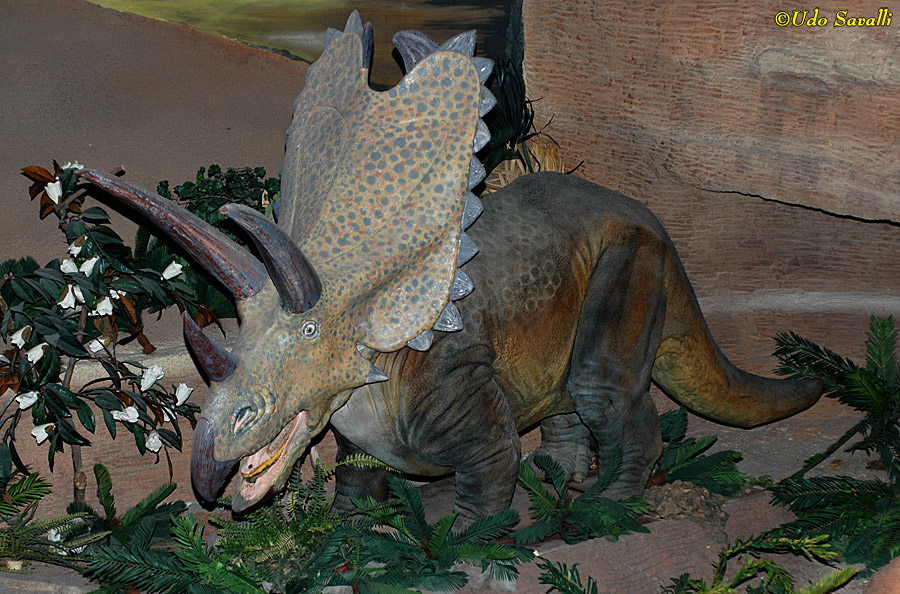 Pentaceratops Model