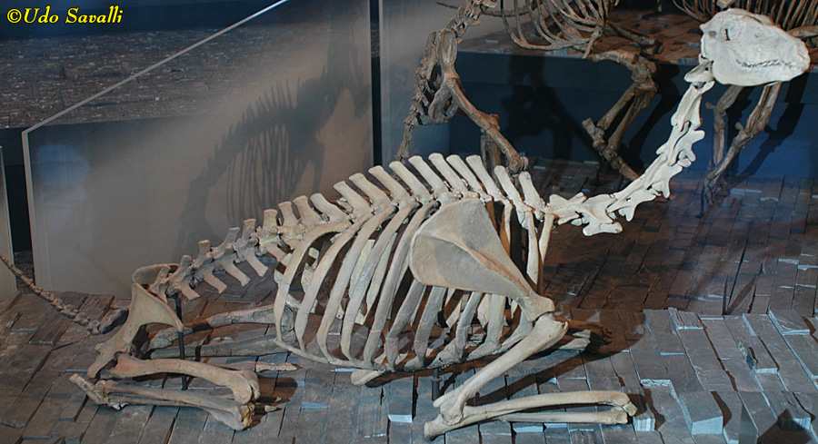 Poebrotherium