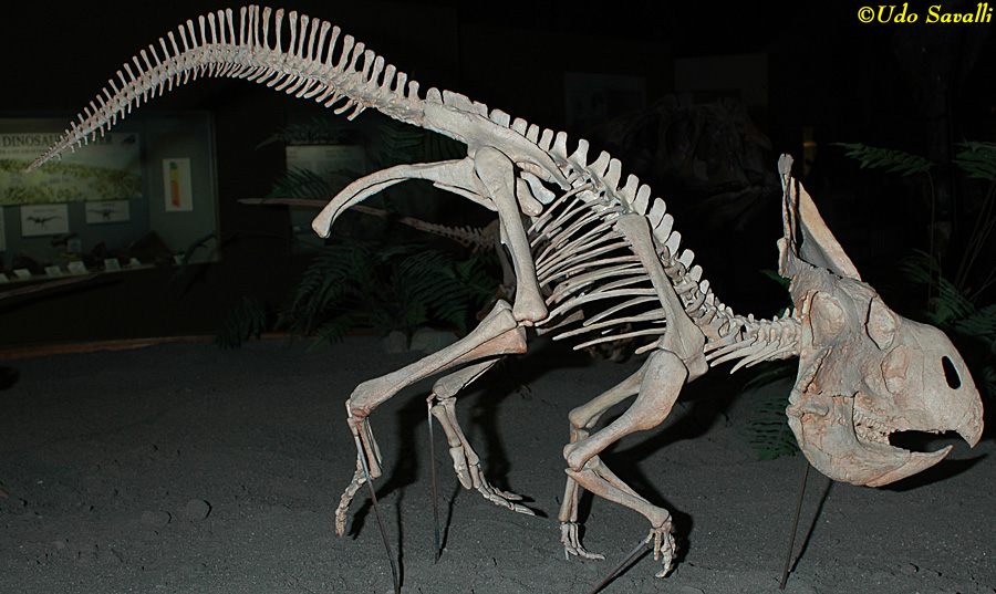 Protoceratops