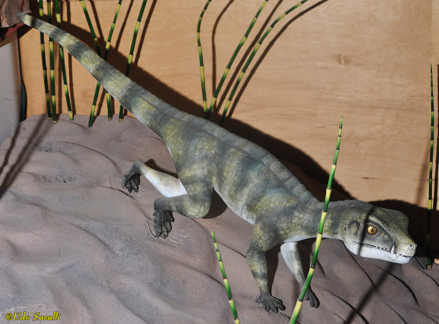 Protosuchus Model