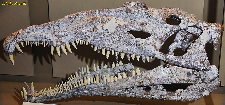 Deinosuchus riograndensis skull cast