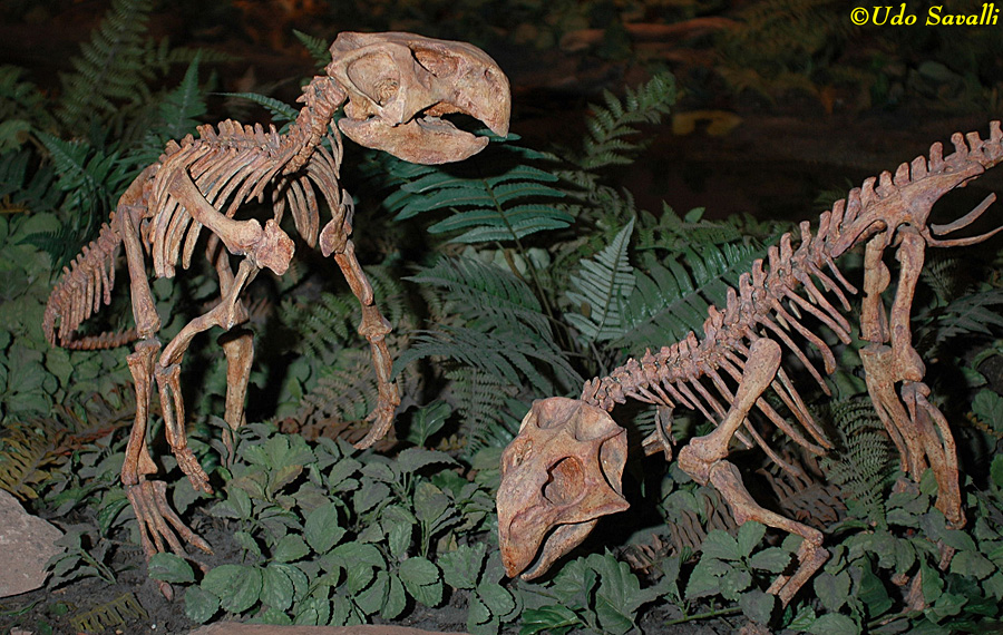 Psittacosaurus 1