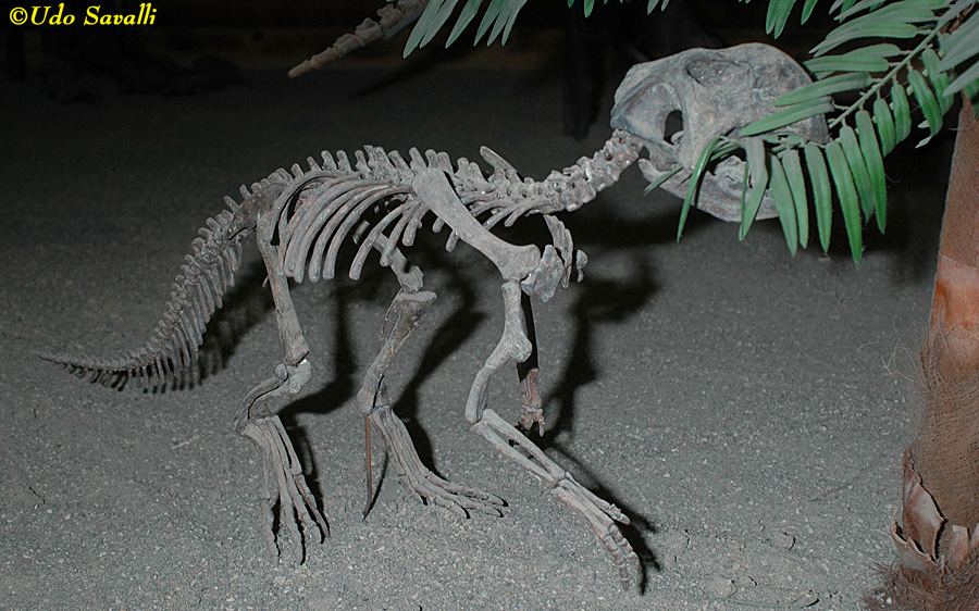 Psittacosaurus 2