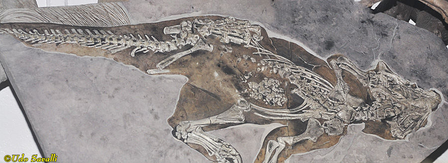Psittacosaurus fossil