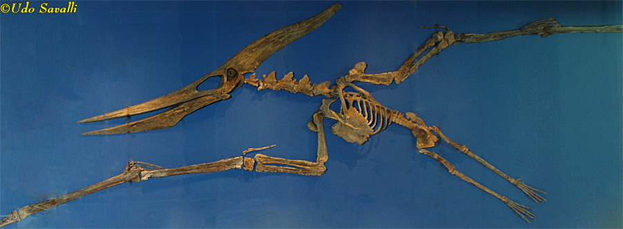 Pteranodon longiceps
