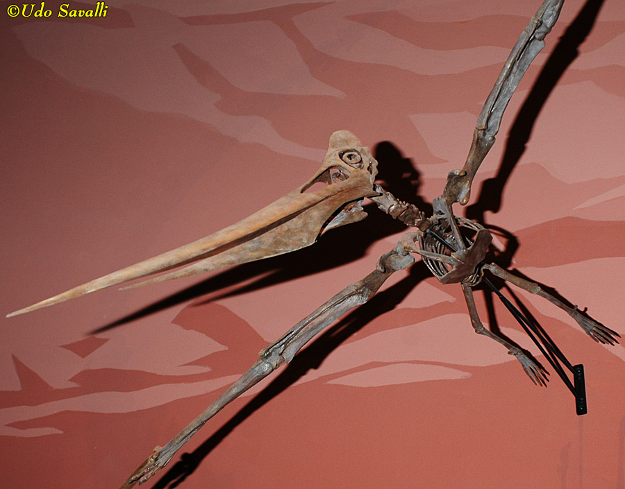 Pteranodon female