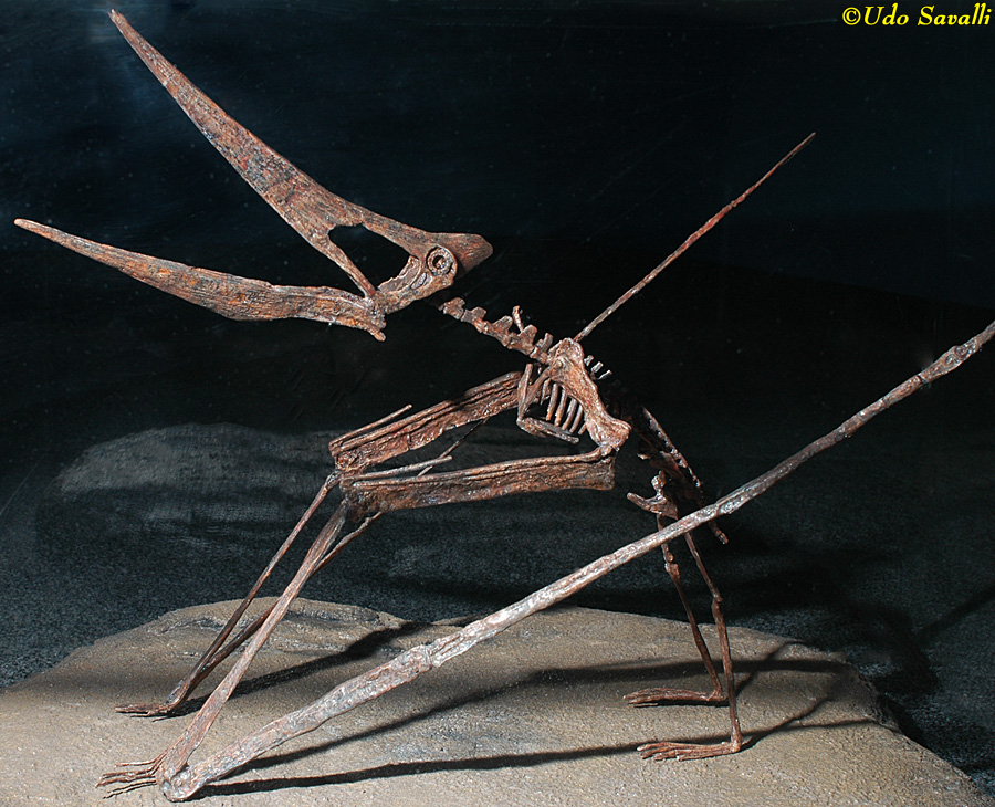 Pteranodon juv