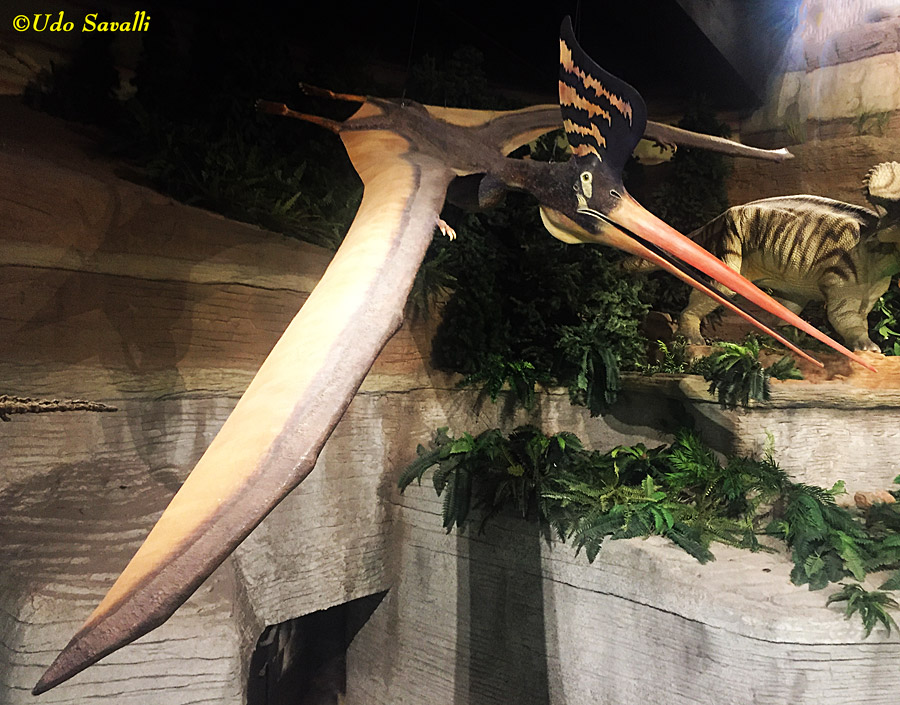 Pteranodon Model