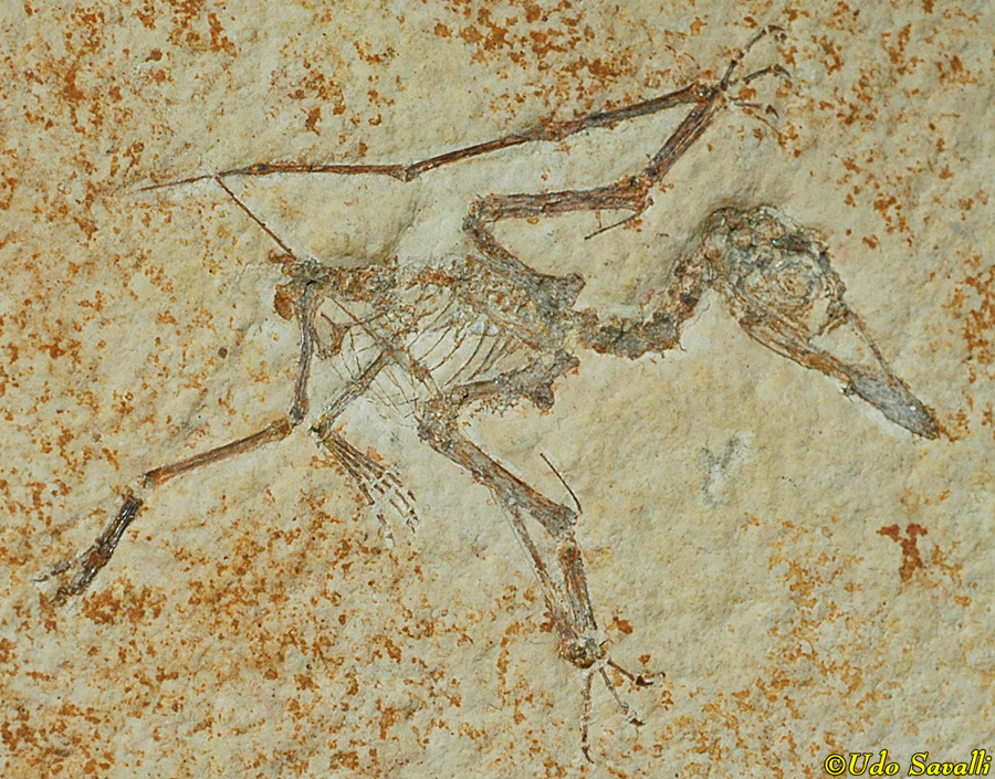 Pterodactylus juv