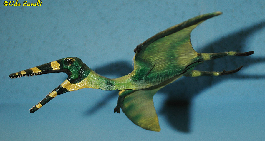 Pterodactylus Model