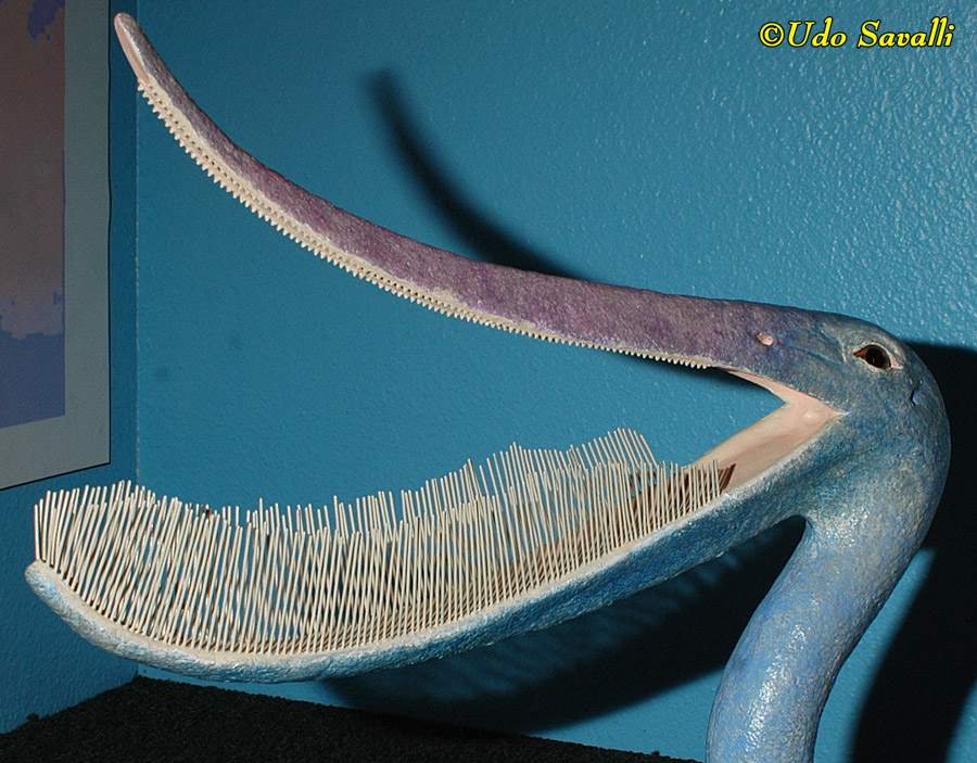 Pterodaustro Head Model