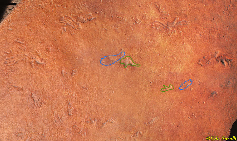 Pterosaur Trackways.jpg
