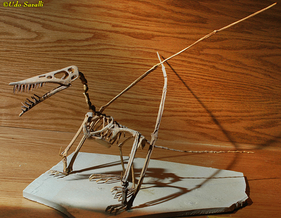 Rhamphorhynchus skeleton