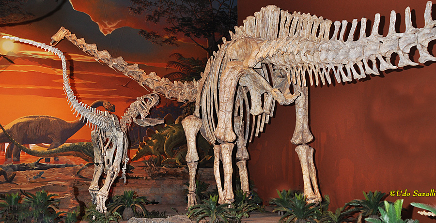 Saurophaganax & Seismosaurus