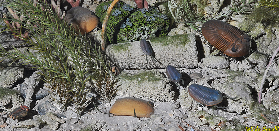 Silurian Trilobite Models