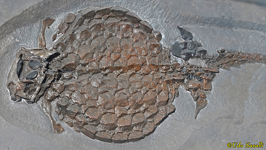 unidentified placodont
