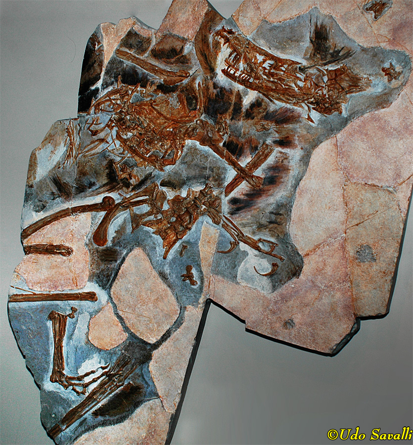 Sinornithosaurus 2