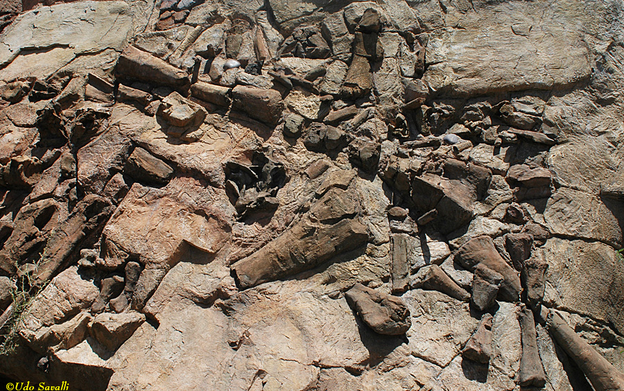 Sonorasaurus fossils